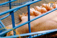 piso-porcicola-para-maternidad