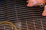 propiedades-mecanicas-del-piso-porcicola