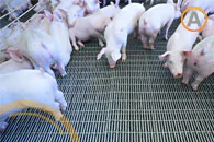 tipos-de-piso-porcicola